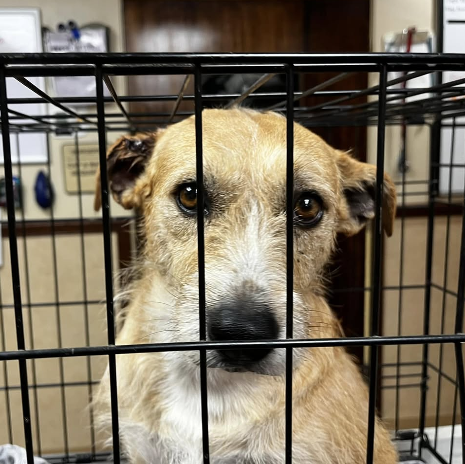 Poppy-Cage Poppy-Cage