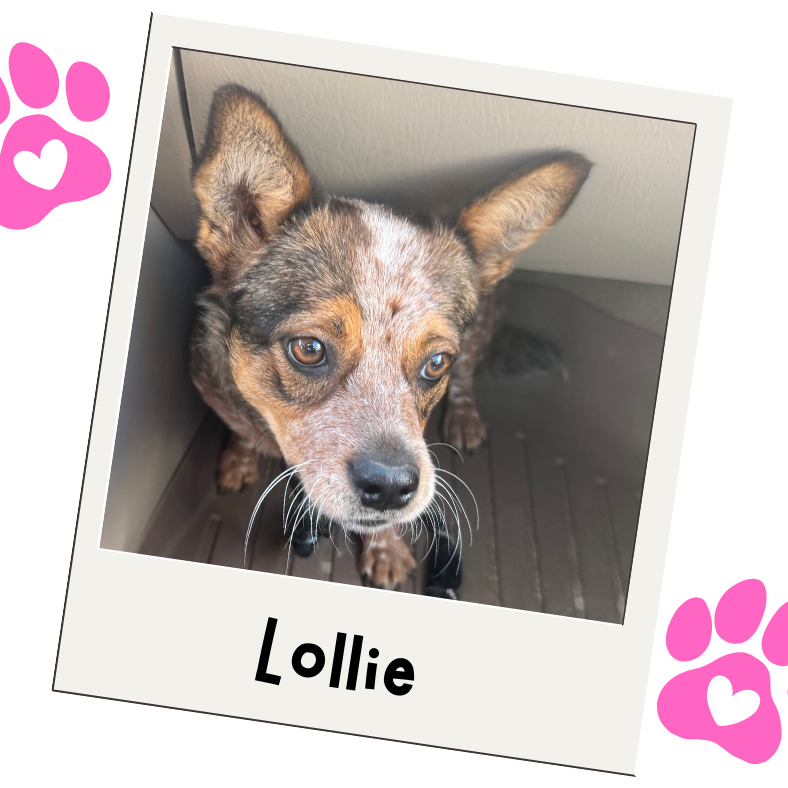 Lollie